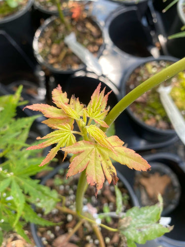 Acer palmatum 'Yellow Cascade' - mapleridgenursery